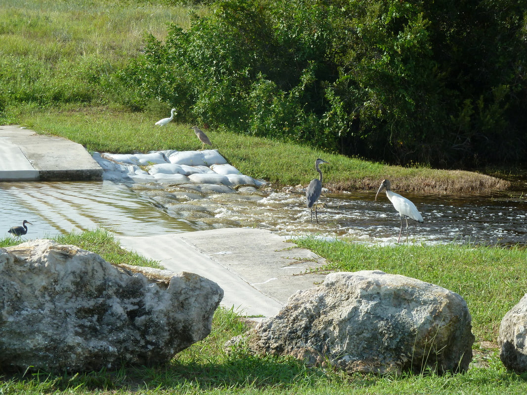 Assorted birds near the villa